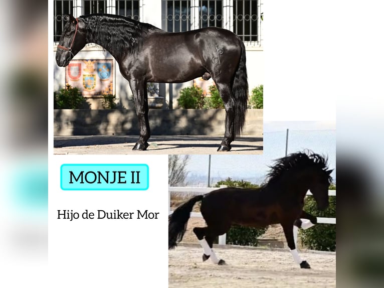 PRE Stute 11 Jahre 163 cm Schimmel in Estepa