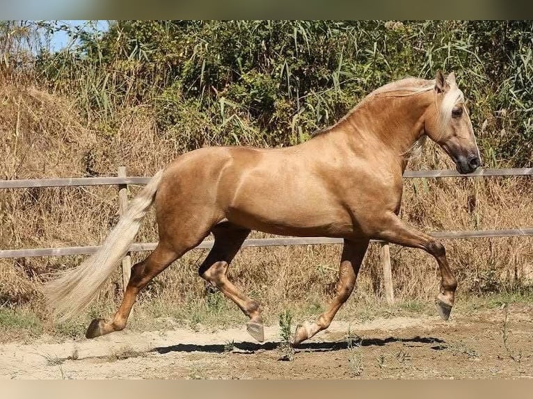 PRE Stute 11 Jahre 165 cm Palomino in Ronchères