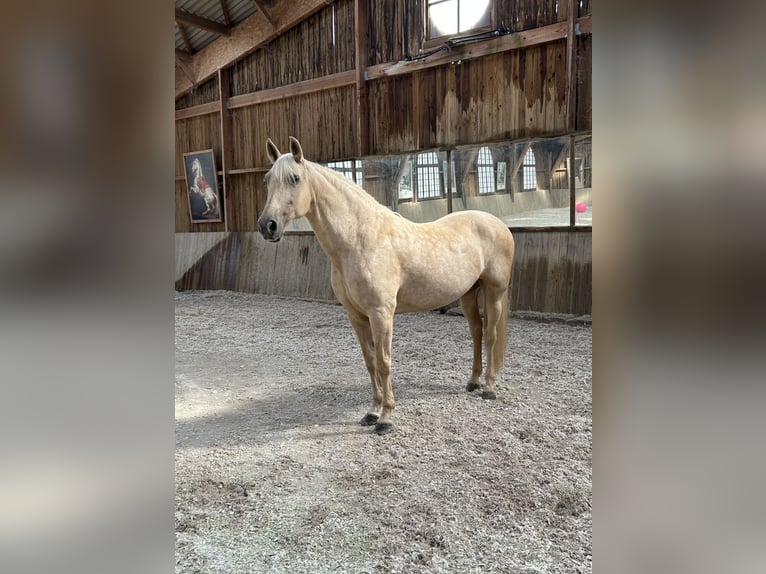 PRE Stute 11 Jahre 165 cm Palomino in Ronchères