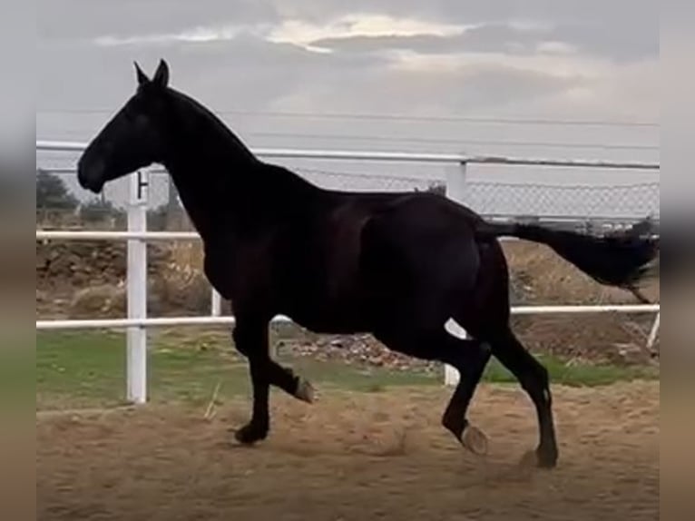 PRE Mix Stute 11 Jahre 168 cm Rappe in Navalvillar De Pela