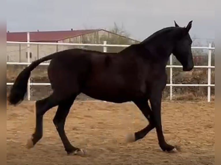 PRE Mix Stute 11 Jahre 168 cm Rappe in Navalvillar De Pela