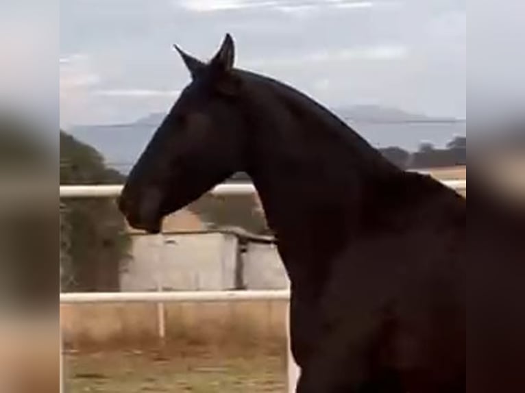 PRE Mix Stute 11 Jahre 168 cm Rappe in Navalvillar De Pela