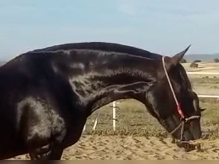 PRE Mix Stute 11 Jahre 168 cm Rappe in Navalvillar De Pela