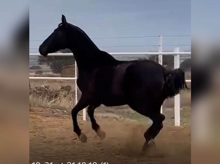 PRE Mix Stute 11 Jahre 168 cm Rappe in Navalvillar De Pela