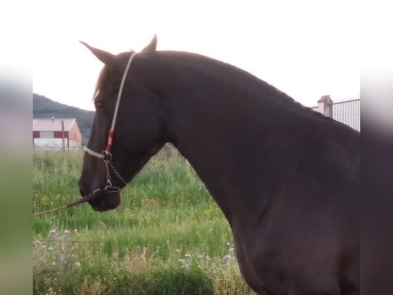 PRE Mix Stute 11 Jahre 168 cm Rappe in Navalvillar De Pela