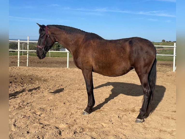PRE Mix Stute 11 Jahre 168 cm Rappe in Navalvillar De Pela