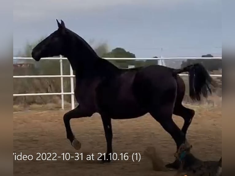 PRE Mix Stute 11 Jahre 168 cm Rappe in Navalvillar De Pela