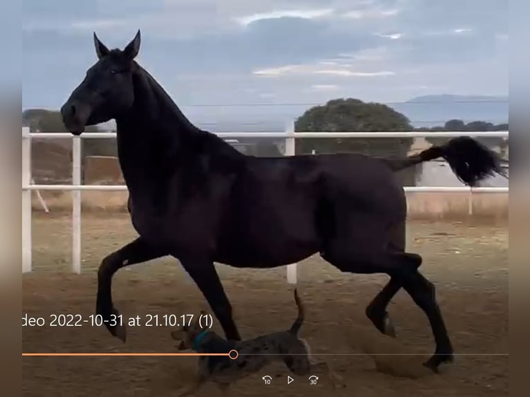 PRE Mix Stute 11 Jahre 168 cm Rappe in Navalvillar De Pela
