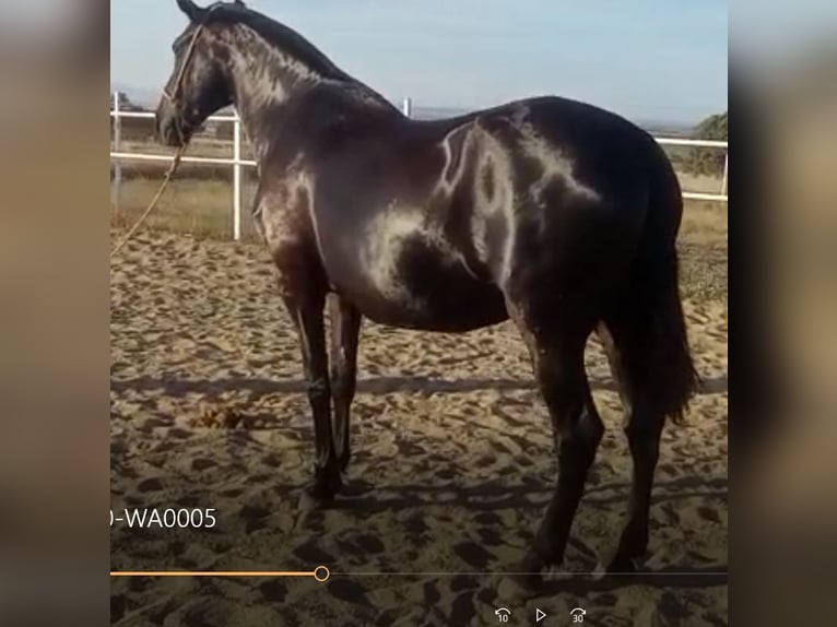 PRE Mix Stute 11 Jahre 168 cm Rappe in Navalvillar De Pela