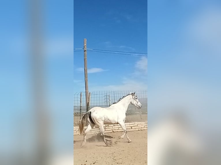 PRE Stute 11 Jahre 168 cm Schimmel in Cadiar