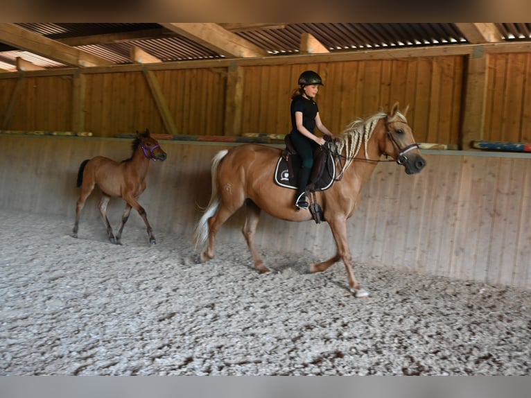 PRE Mix Stute 11 Jahre Palomino in Klettgau
