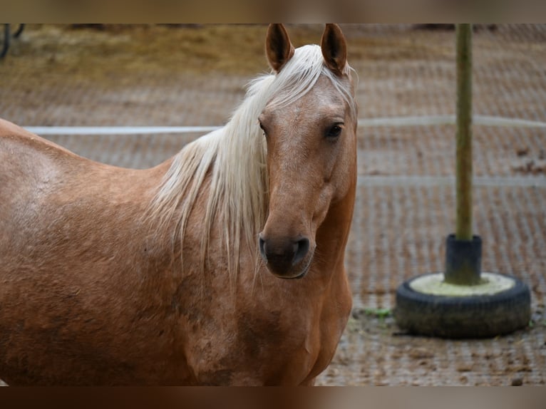 PRE Mix Stute 11 Jahre Palomino in Klettgau