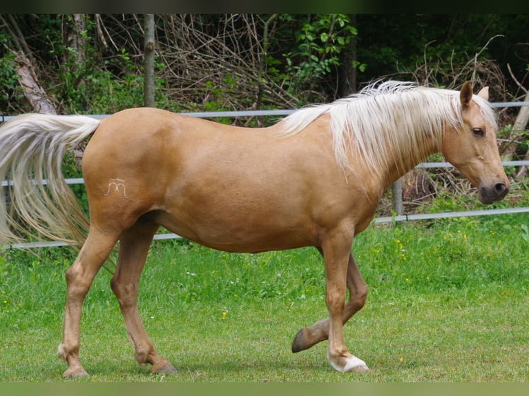 PRE Mix Stute 11 Jahre Palomino in Klettgau