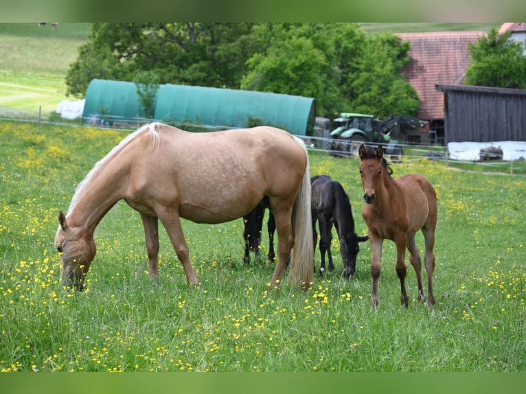 PRE Mix Stute 11 Jahre Palomino in Klettgau