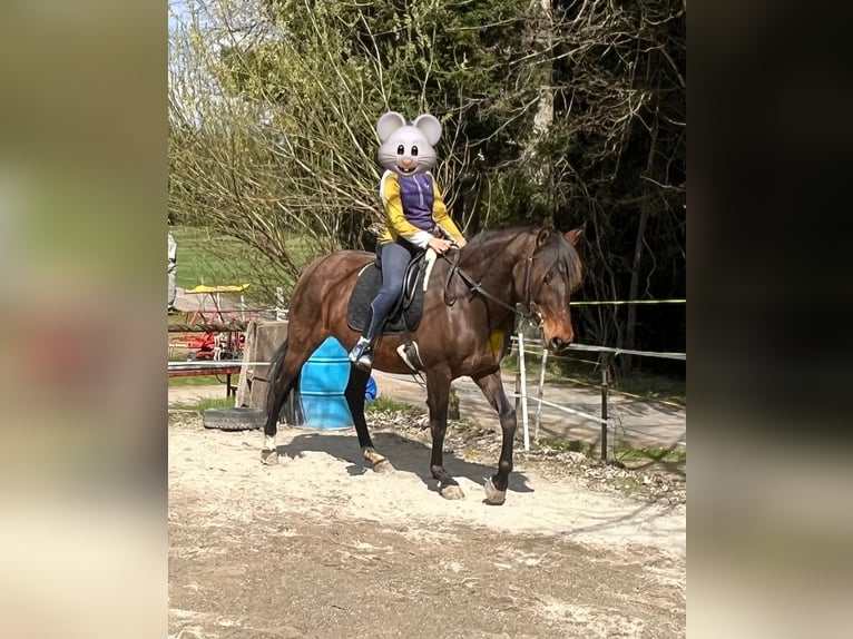 PRE Mix Stute 12 Jahre 155 cm Brauner in LindenLinden