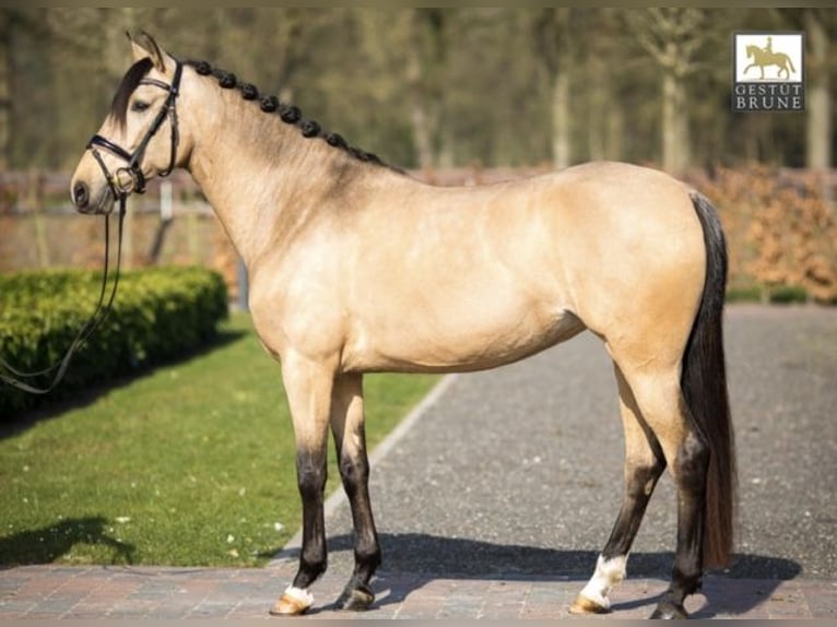 PRE Stute 12 Jahre 155 cm Buckskin in Waltrop