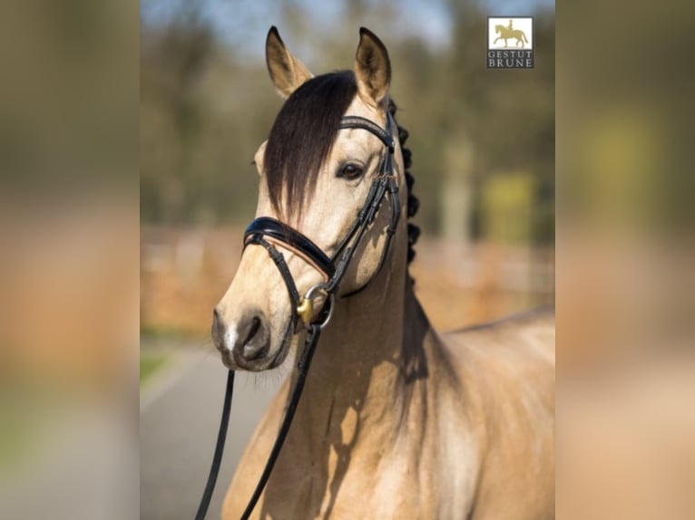 PRE Stute 12 Jahre 155 cm Buckskin in Waltrop