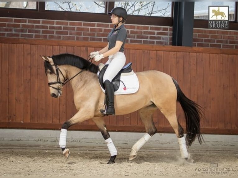 PRE Stute 12 Jahre 155 cm Buckskin in Waltrop