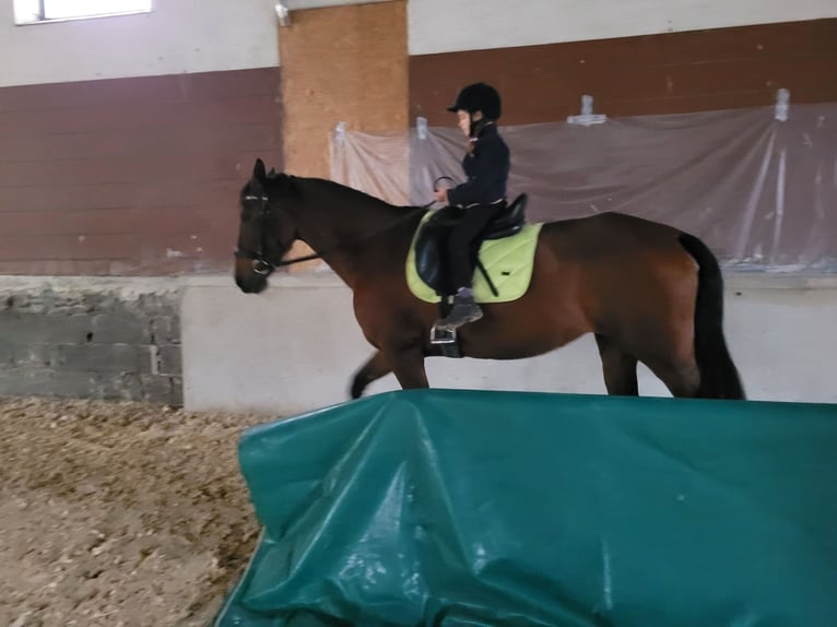 PRE Mix Stute 12 Jahre 160 cm Brauner in Dollnstein