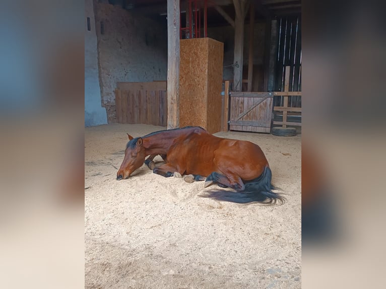 PRE Mix Stute 12 Jahre 160 cm Brauner in Dollnstein