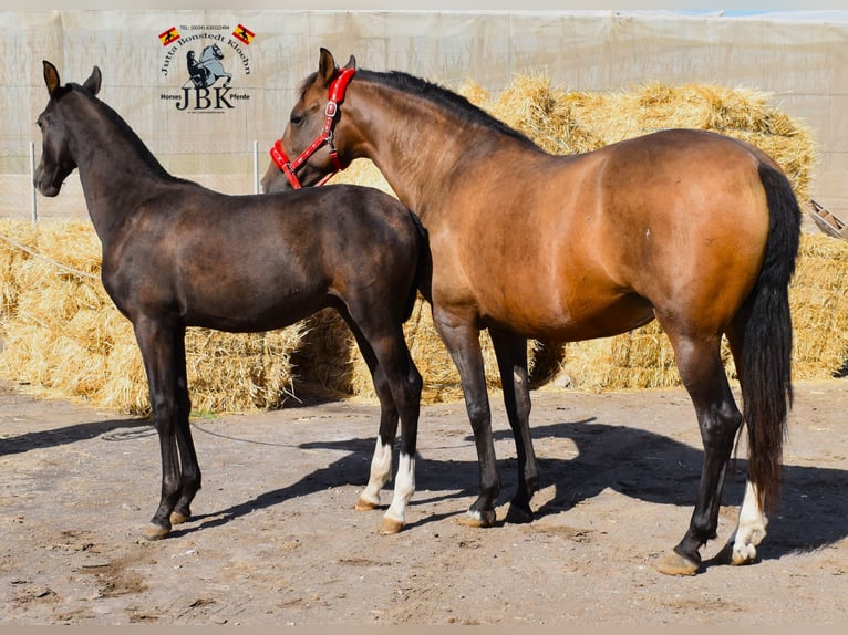 PRE Mix Stute 12 Jahre 160 cm Brauner in Tabernas Almeria