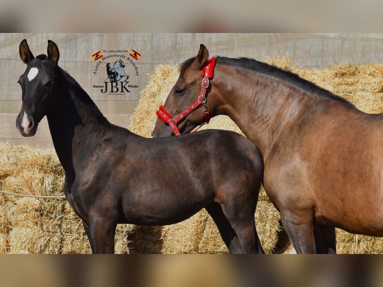 PRE Mix Stute 12 Jahre 160 cm Brauner in Tabernas Almeria