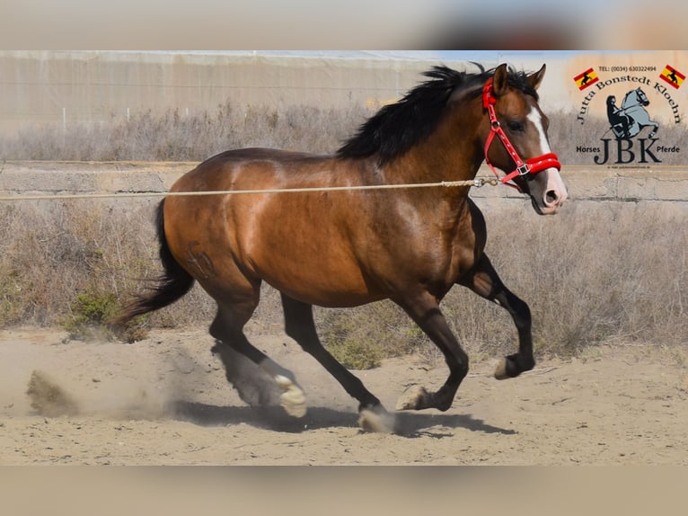 PRE Mix Stute 12 Jahre 160 cm Brauner in Tabernas Almeria