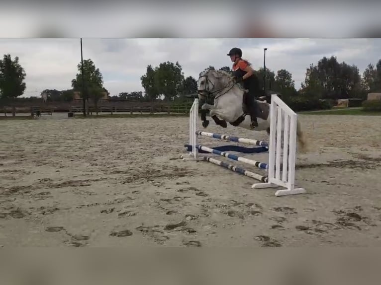 PRE Stute 12 Jahre 160 cm Fliegenschimmel in Arkel