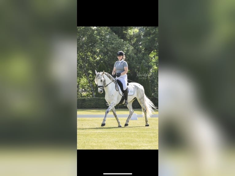 PRE Stute 12 Jahre 160 cm Fliegenschimmel in Arkel