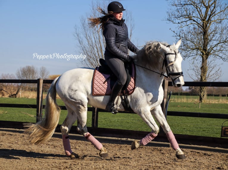 PRE Stute 12 Jahre 160 cm Fliegenschimmel in Arkel