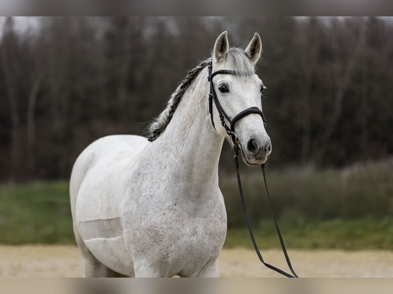 PRE Mix Stute 12 Jahre 160 cm Schimmel in Heinzenbach