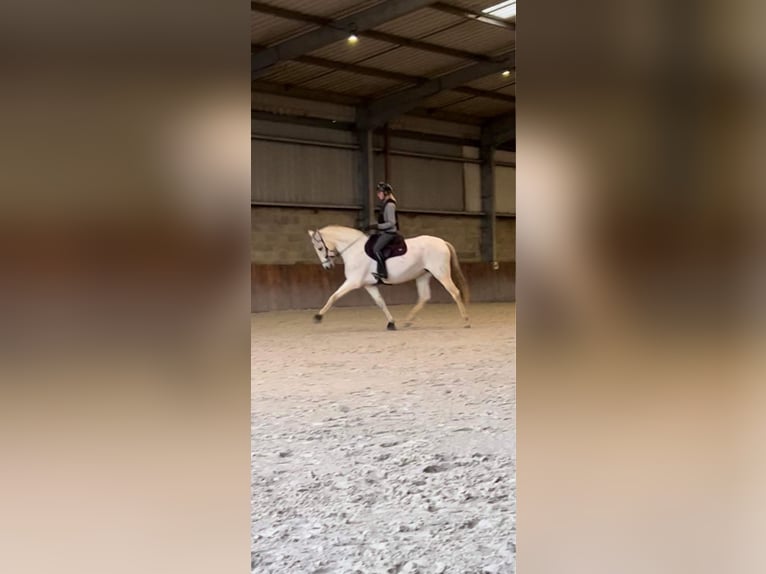 PRE Stute 12 Jahre 160 cm Schimmel in Leerne