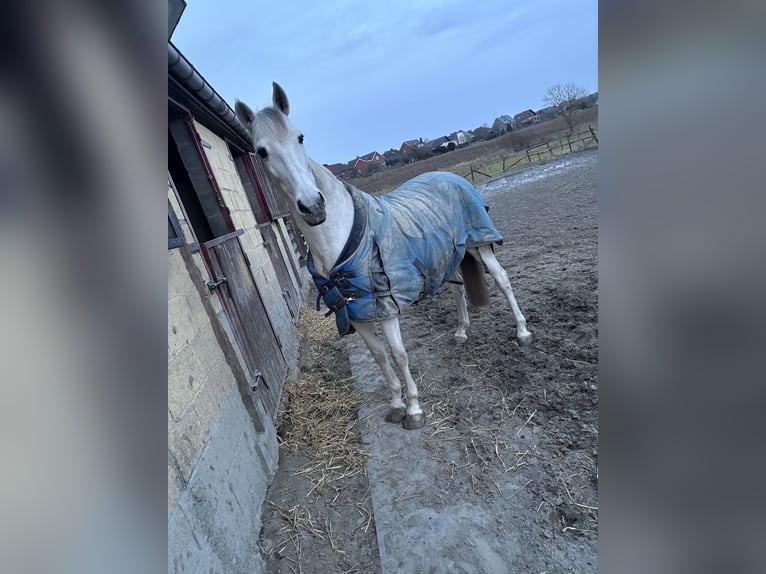 PRE Stute 12 Jahre 160 cm Schimmel in Leerne
