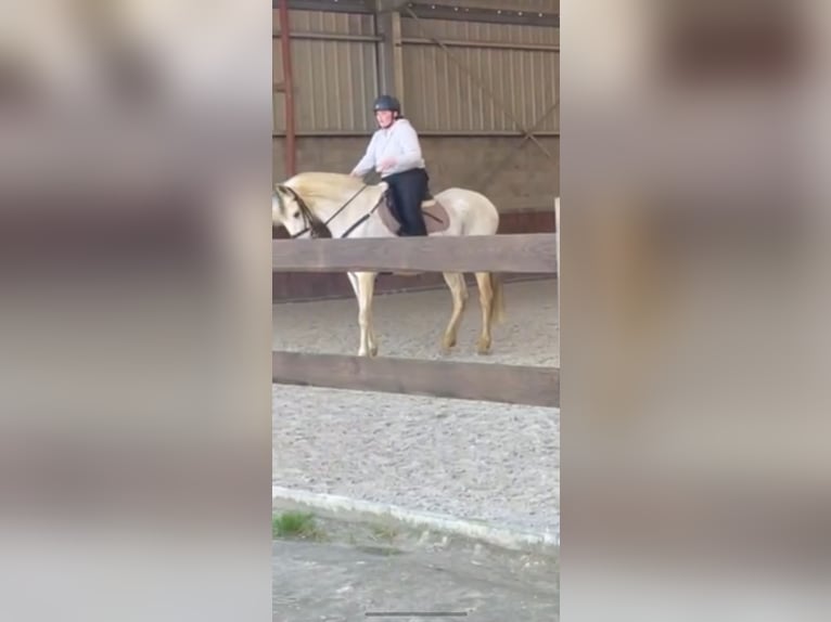 PRE Stute 12 Jahre 160 cm Schimmel in Leerne