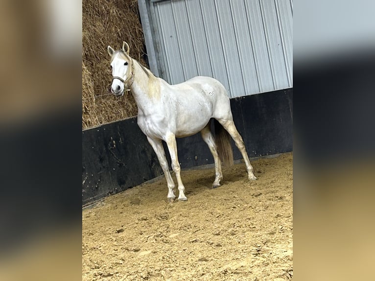 PRE Stute 12 Jahre 160 cm Schimmel in Leerne