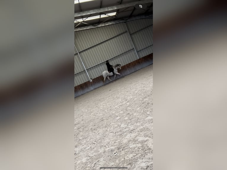 PRE Stute 12 Jahre 160 cm Schimmel in Leerne