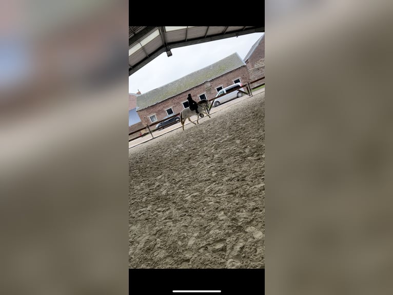 PRE Stute 12 Jahre 160 cm Schimmel in Leerne