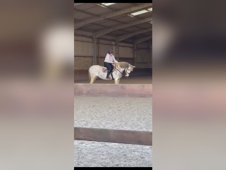 PRE Stute 12 Jahre 160 cm Schimmel in Leerne