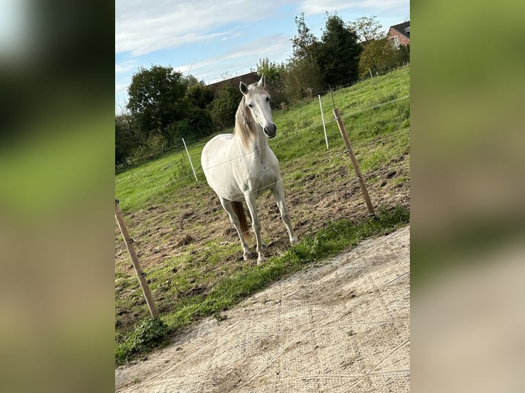 PRE Stute 12 Jahre 160 cm Schimmel in Leerne
