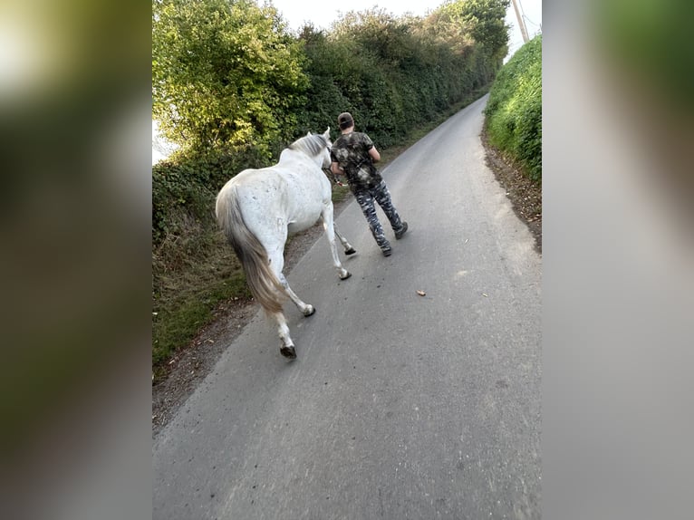 PRE Stute 12 Jahre 160 cm Schimmel in Leerne