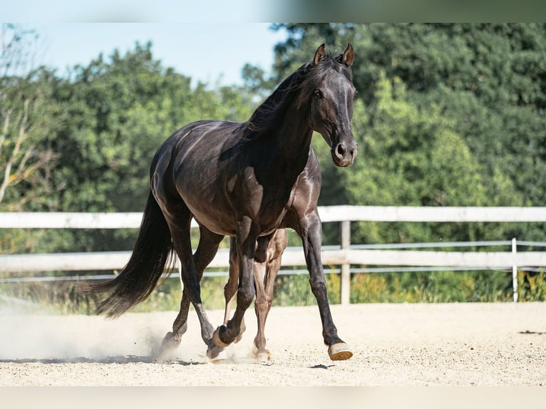 PRE Stute 12 Jahre 161 cm Rappe in Klagenfurt