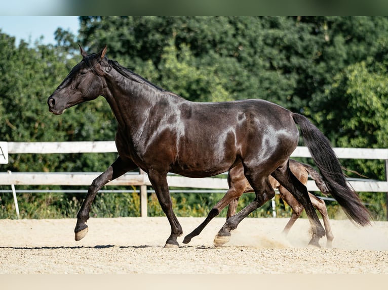 PRE Stute 12 Jahre 161 cm Rappe in Klagenfurt