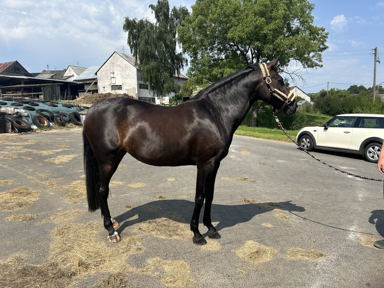 PRE Mix Stute 12 Jahre 162 cm Rappe in Gerolstein