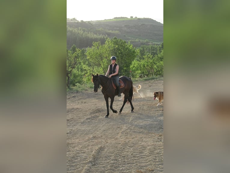 PRE Mix Stute 12 Jahre 162 cm Schwarzbrauner in Labraza