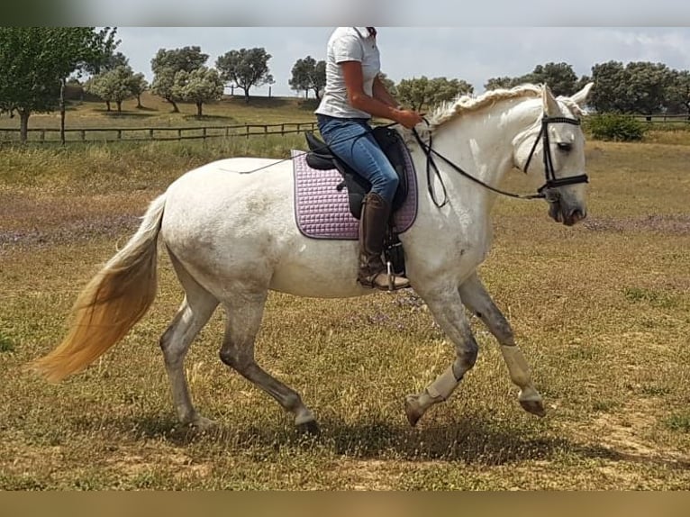 PRE Mix Stute 12 Jahre 163 cm Apfelschimmel in Sant Tomas De Fluvia