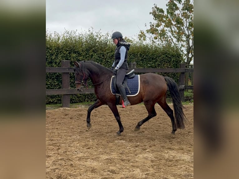 PRE Mix Stute 12 Jahre 163 cm Brauner in Daleiden