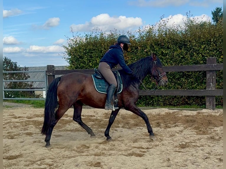 PRE Mix Stute 12 Jahre 163 cm Brauner in Daleiden