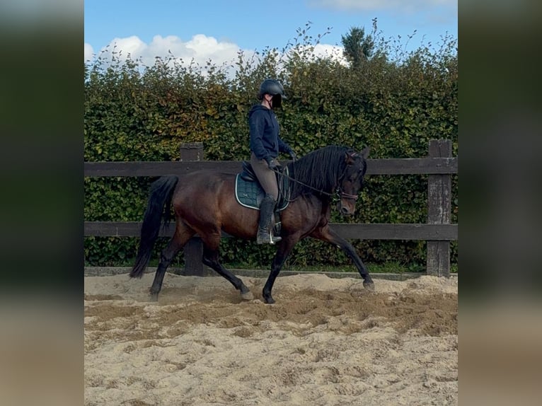 PRE Mix Stute 12 Jahre 163 cm Brauner in Daleiden