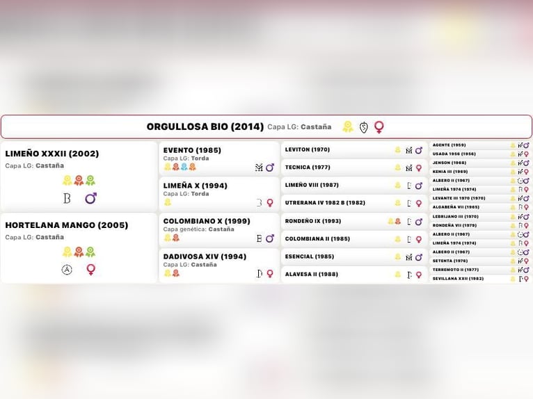 PRE Stute 12 Jahre 165 cm Brauner in Almonte