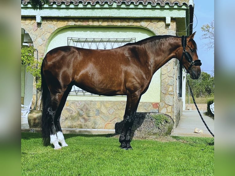 PRE Mix Stute 12 Jahre 168 cm Dunkelbrauner in Seeheim-Jugenheim